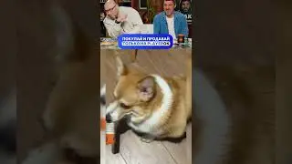 ЗАСМЕЯЛСЯ - ПОДПИСАЛСЯ! Ч37😂 СМЕЮСЬ ЦЕЛЫЙ ДЕНЬ!