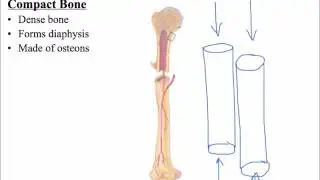 5.   Compact vs  Spongy Bone