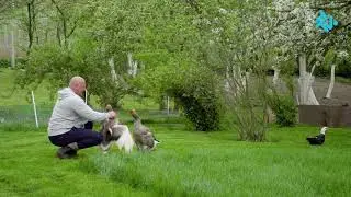 Królowe życia - Dagmara i gęsi