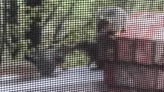 I go off on the squirrels while squirrel watching