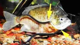 IT GOES INSIDE YOU WHEN YOU PISS AND STICKS!!, THE 10 MOST SCARY MONSTERS OF THE AMAZON RIVER / WATC