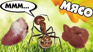 Муравьи - жнецы едят мясо, как в ресторане.