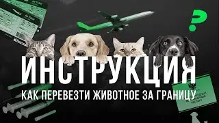 Инструкция: как перевести домашнее животное за границу