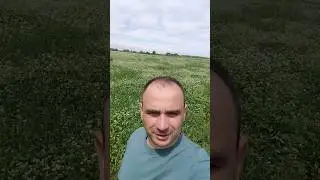 Чи буде гречаний мед в 2024 році? 🤔  #nature #гречаниймед #бджільництво