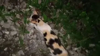 FUNNY CAT NAKAKA VIBES|GALIT SA RED-RH 😂🤣