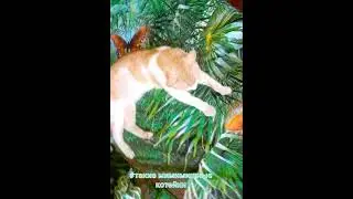 #Shorts Такие милые котейки / После вкусного обеда, полагается поспать)) от#Сельскиезарисовки