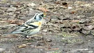 Вьюрок +1. 100 птиц в коллекции! Brambling
