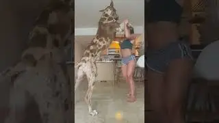 Собака что делает девочку ПОТПИШИСЬ 🔔