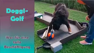 Doggi-Golf zum ersten Mal gespielt