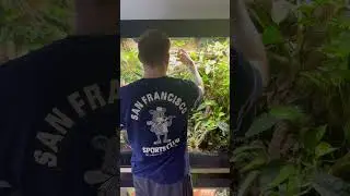 Tropical rainforest ecosystem 🌱