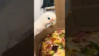 Pizza Party with My Cockatoos: Boo Pigs Out on Cheese & Misha Steals My Salad! 🍕🦜