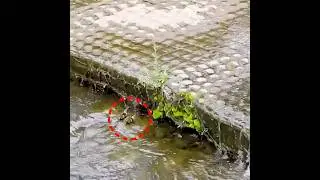 Don't give up until the end🦆Duckling🐤Animals