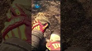 Strong Seal Resists His Rescue #shorts