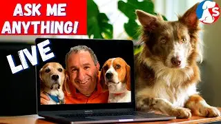 Saro Dog Training Q&A Session - Ask Me Anything! |Sept. 11/2020