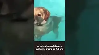 dog showing qualities as a swimming champion #shorts