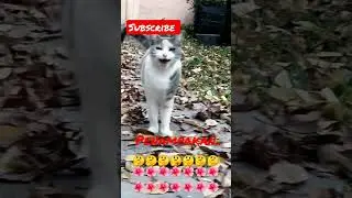 kucing bermain 