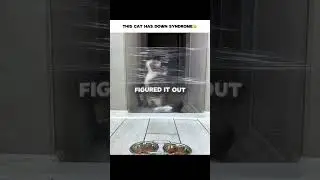 I FEEL SO BAD FOR THIS CAT