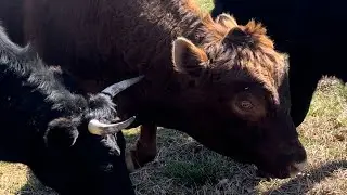 Dexter cattle snack time!