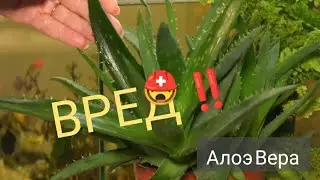 Осторожно с АЛОЭ! Неприятные токсические  эффекты .