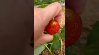 клубника