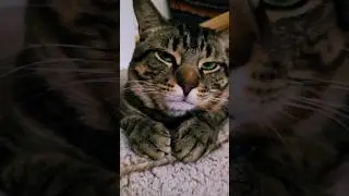 What do you want, human?