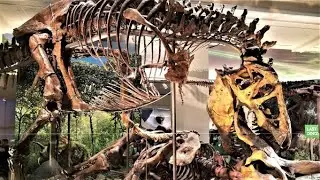 Dinosaur Hall at the Smithsonian - National Museum of Natural History