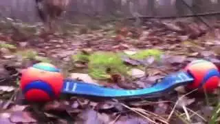 Chuckit! Ultra Duo Tug a kutyamania.hu-n