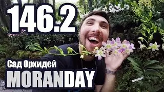 Moran Day 146.2 - Сад Орхидей