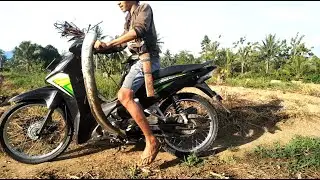 Unique Traditional Fishing, Giant Eel Monster Sidat