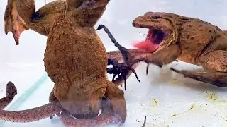 Asian Bullfrog Eats Angry Snake! Mr Frog Live Feeding