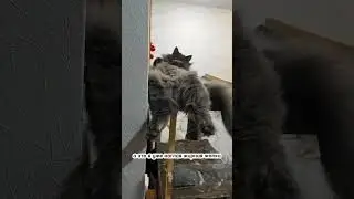 ДО | ПОСЛЕ! СИБИРСКИЙ КОТ 