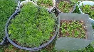 КАРТОФЕЛЯ БУДЕТ МНОГО БЕЗ ПОЛИВОВ ЛЕНИВЫЙ ОГОРОД МУЛЬЧИРОВАНИЕ МОРКОВИ СВËКЛЫ.