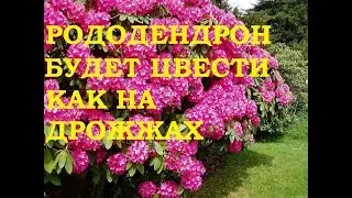 Рододендрон будет цвести как на дрожжах