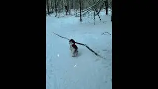 Русский спаниель и палка.