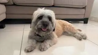 OUR PET DOG AMALI |Lhasa Apso