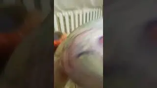 чипи чипи чапа чапа окунь 