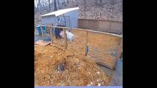 Bear1