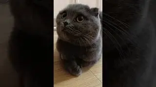 Піду... 😭 #catsofyoutube #cat #смішнівідео #scottishfold