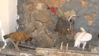 Rengarenk Güzel Tavuklar İle Yavruları