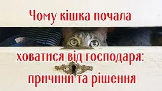 Чому кішка почала ховатися від господаря Причини та рішення