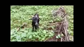 ANIMAL DEATHs at THE FARM
