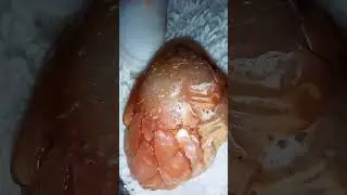 Наши Анапские морские находки