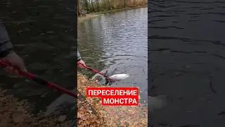 #youtubeshorts #youtuber #fishing #рекомендации #рек #врек #рыбалка #врекомендации