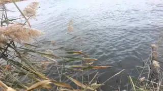 Щука в Сорочинске на воблер!
