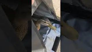 Duquesa rehabilitada