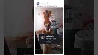 Böyle dans etmeyi nereden öğrendin senn?? 😂