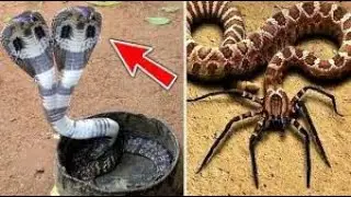 Top 5 Rarest Snakes In The World!
