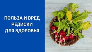 ПОЛЬЗА И ВРЕД РЕДИСКИ ДЛЯ ЗДОРОВЬЯ