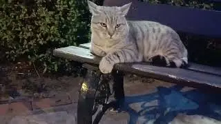 Босс кот