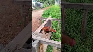 ឪក្លិនផ្កាម្អម